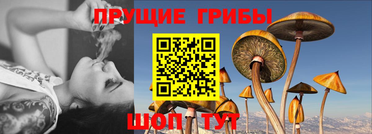 Псилоцибиновые грибы мицелий Кашира